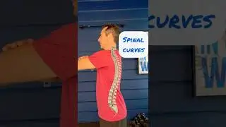 Why Your Spine Needs Its Curves | The Science Behind Spinal Health