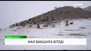 The cattle are grazing.