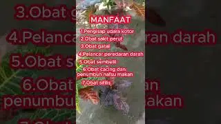 MANFAAT BUNGA PURING
