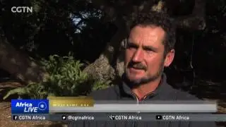 Volunteers plant trees to revitalise South African forest