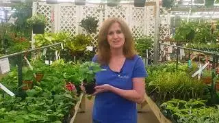 How to Water Philodendron