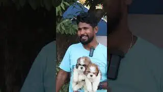 Cheapest Dog Kennel @ Chennai  #short