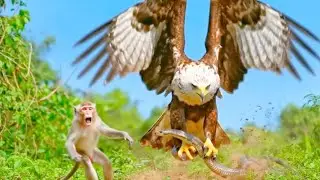 Life Millions of Years Ago: Eagle, Vulture Attack Cobra | Monkey Saves Its Children