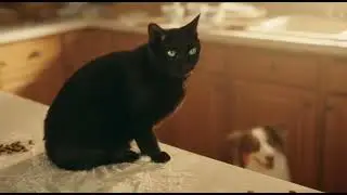 Cat Blames Dog for Kitchen Mess - Owner's Hilarious Reaction Caught on Camera 😂