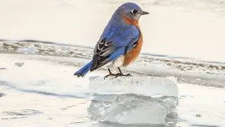 Eastern Bluebirds and Bald Eagle on Fox River this morning.