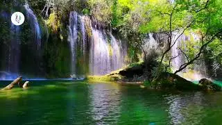 🌿💧 Harmonie Foresti&egrave;re Vol.2 : Cascade et Chant d&rsquo;Oiseaux pour une Relaxation Profonde 💧🌿