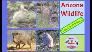 ARIZONA WILDLIFE COMPILATION - WILD ALBINO RABBIT - 20+ Species - Montage with Relaxing Music - FUN!