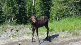 Young bull moose at Big Sky 2_July 7, 2018