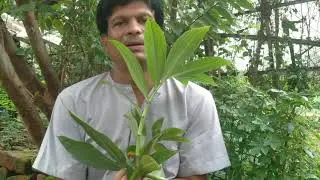 शीघ्र स्खलन,मधुमेह और अर्थराईटिस की रामबाण वनोषधि# केवकंद ( वनऔषधी) # सामान्य परिचय