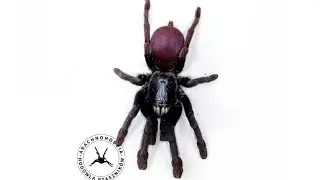 ODBIERAM KOKON HAPLOCASTUS DEVAMATHA! (xd) |ARACHNOHOBBIA|