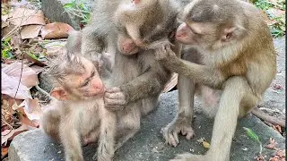Awesome 😇 Adorable Wild Monkeys Love Abandoned Little Monkey