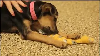 Rescued puppy learns to play: How you helped Trooper | Redrover.org