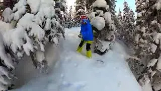 POWDER SURFING TREES BANFF SUNSHINE VILLAGE