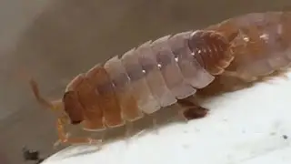 Isopod Morph Unboxing from Derrick Niehaus!