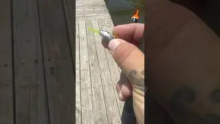 Works every time! #crappie #spawn #fish #fishing #bigfish #spring #fun #lake #gear #summer #limit