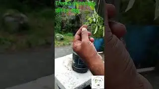 #জীবন_গাছের_বনসাই, জীবন গাছ, সাইন্টিফিক নাম:Trema orientalis ইংরেজি নাম: Pigeon wood&nbsp;