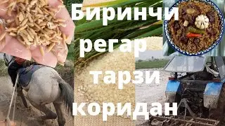 Тарзи шоли коридан. Биринч Бизнес