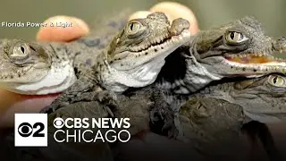 American crocodile population grows in Florida after near extinction