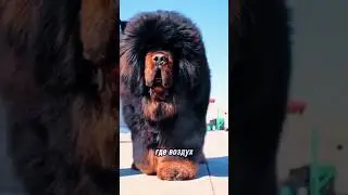 Тибетский Мастиф!🐶🏯 #DogFacts #TibetanMastiff #FurryFriends #ТибетскийМастиф #ИнтересныйФакт #Собаки