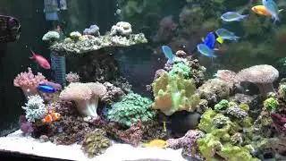 Tropical Fish Site Marine Mixed Reef Display Tank