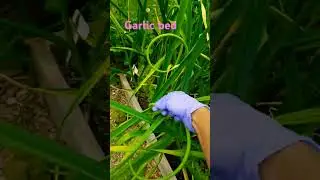 why you should remove your garlic scapes?#garlicscapes#gardenideas