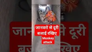 #monkey attack #langur #shorts #subscribe
