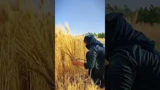 Hardworking Village Woman Harvesting Barley with a Sickle | Simple Rural Life @Rural_liffe