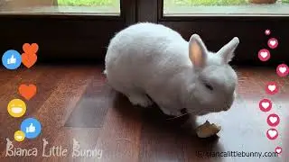 Coniglio mangia banana e si diverte - Bunny eating banana and sleeping