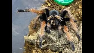 G pulchra & B boehmei, care and housing