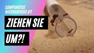 Ziehen sie um?! Camponotus Nicobarensis #2 |NOKU