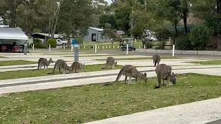 Breeze Holiday Park - Halls Gap, Grampians