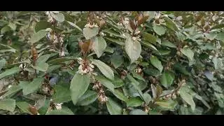 Elaeagnus ebbingei. &Epsilon;&lambda;&alpha;ί&alpha;&gamma;&nu;&omicron;&sigmaf;.  EEDB TV