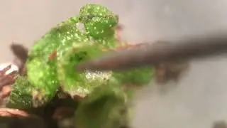 Liverwort gemmae being extracted from cup