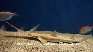 Dwarf Sawshark