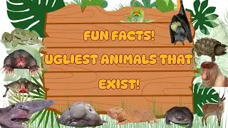 Fun Facts   Ugliest Animals That Exist!