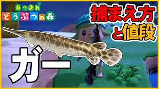 【あつ森】ガーの出現時間と場所・魚影・値段・解説・飾る【あつまれどうぶつの森AnimalCrossing】釣り方捕まえ方