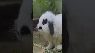 #TopDailyList Cute Rabbit's Meal Time | Fluffy Bunny Eating Compilation
