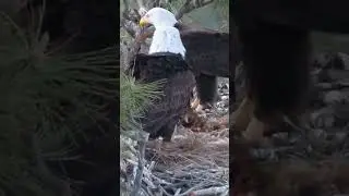 Bald Eagle Surprise Caught On Camera!