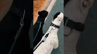 black and white greyhound shikari kutte #greyhound