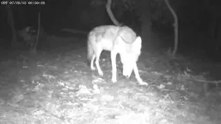 Wiley Coyote