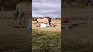 Horse does Bridge obstacle at liberty 🐎🌉🗽