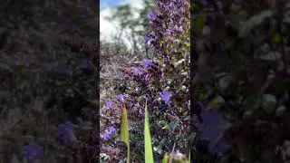 නෙළු වසන්තය 🌸 | Nelu Blooming in Horton Plains | Once in 12 Years Miracle | Sri Lanka Nature