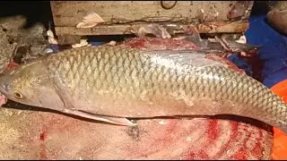 LIVE Fish Cutting Skills 🔥 Fresh Big Fish | Fast & Satisfying Market Cuts.