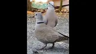 Mourning Doves, Collared Doves y urban sparrows