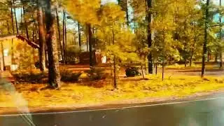 Easy Driving today along with these lovely Ponderosa Trees in Northern Arizona 
