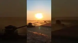 Massive Harvest in Action  Modern Combine Harvesters at Work 🚜🌾