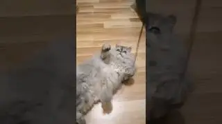 Do you have a lazy pet?