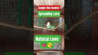 Love 🥰 and Care, Key of successful life 🧬 #lovebird #cute #birds #happynotes #beautifulfriends