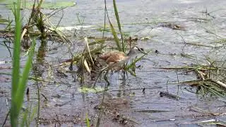 African Jacana and chick