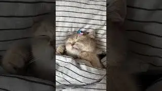 Cat Nap Bliss 😴💤 #CatLifeGoals